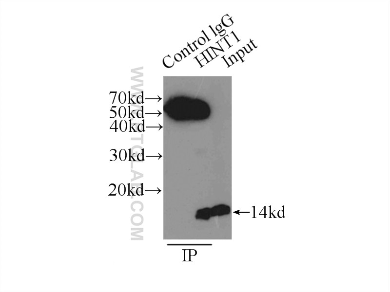 Immunoprecipitation (IP) experiment of mouse brain tissue using HINT1 Polyclonal antibody (10717-1-AP)