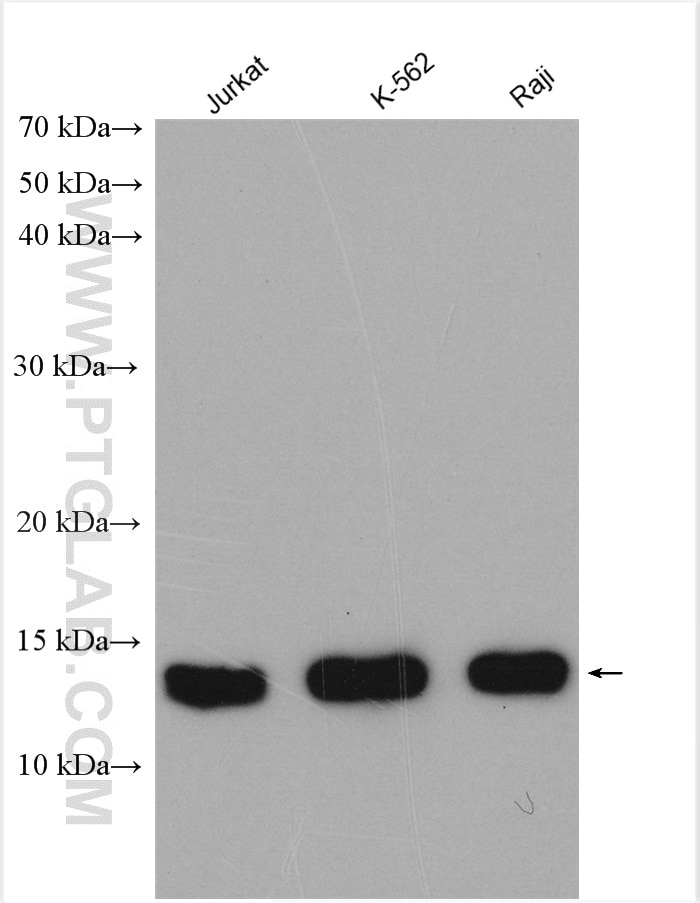 Western Blot (WB) analysis of various lysates using HINT1 Polyclonal antibody (10717-1-AP)