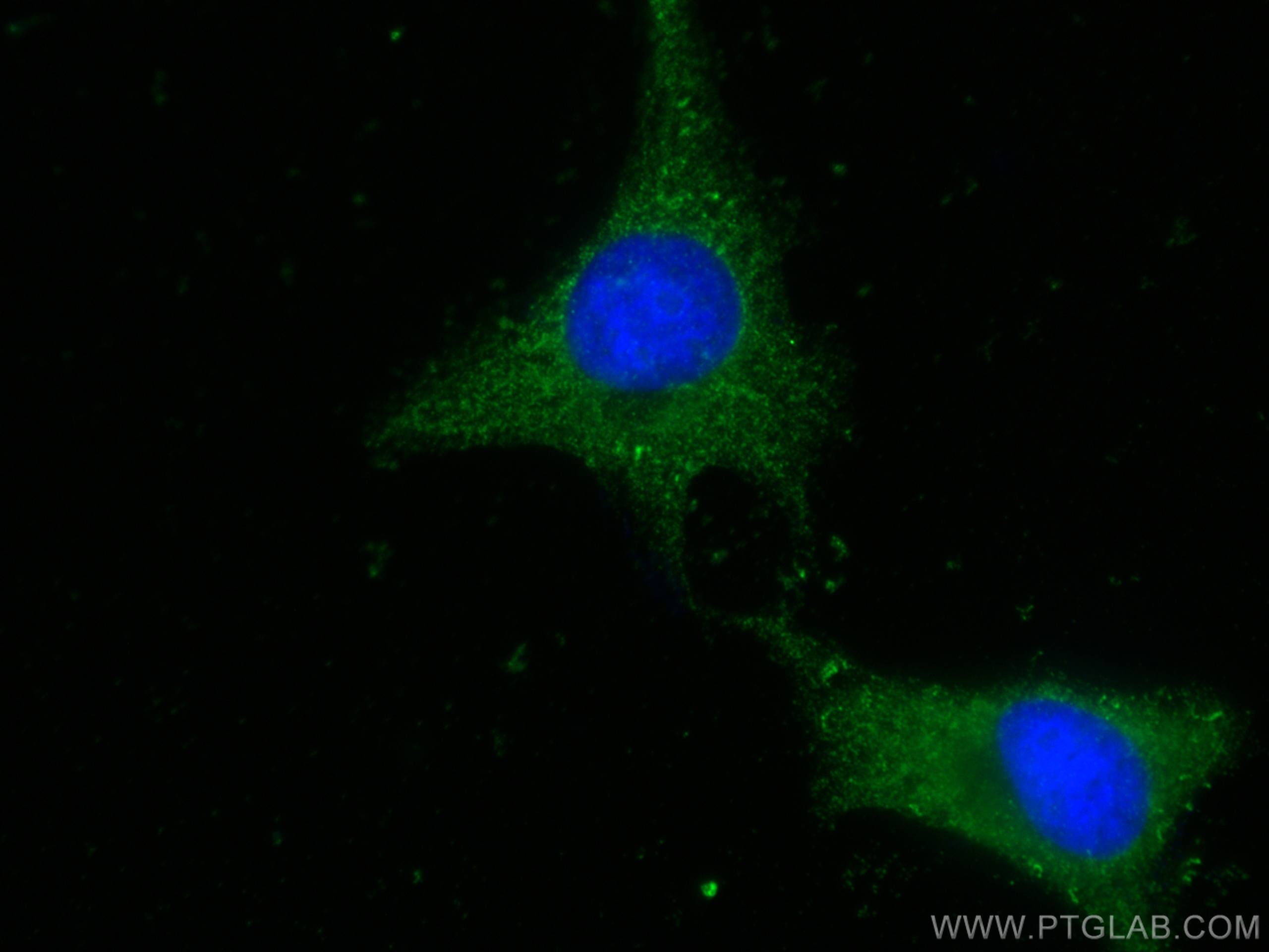 Immunofluorescence (IF) / fluorescent staining of HeLa cells using HINT1 Monoclonal antibody (67583-1-Ig)
