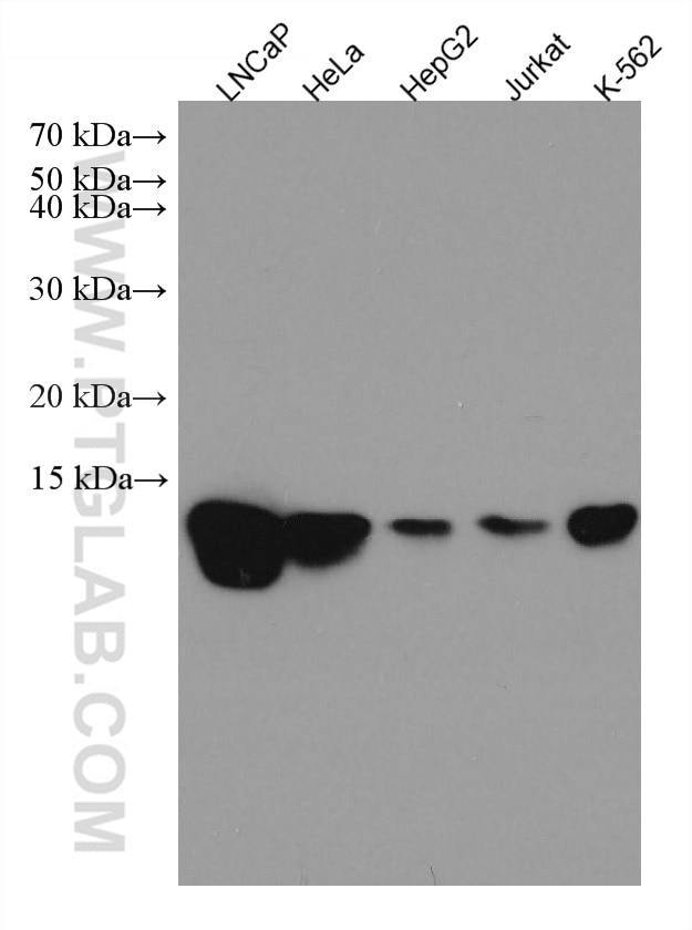 Western Blot (WB) analysis of various lysates using HINT1 Monoclonal antibody (67583-1-Ig)