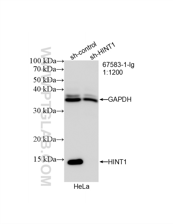 WB result of HINT1 antibody (67583-1-Ig; 1:1200; incubated at room temperature for 1.5 hours) with sh-Control and sh-HINT1 transfected HeLa cells. Western Blot (WB) analysis of HeLa cells using HINT1 Monoclonal antibody (67583-1-Ig)