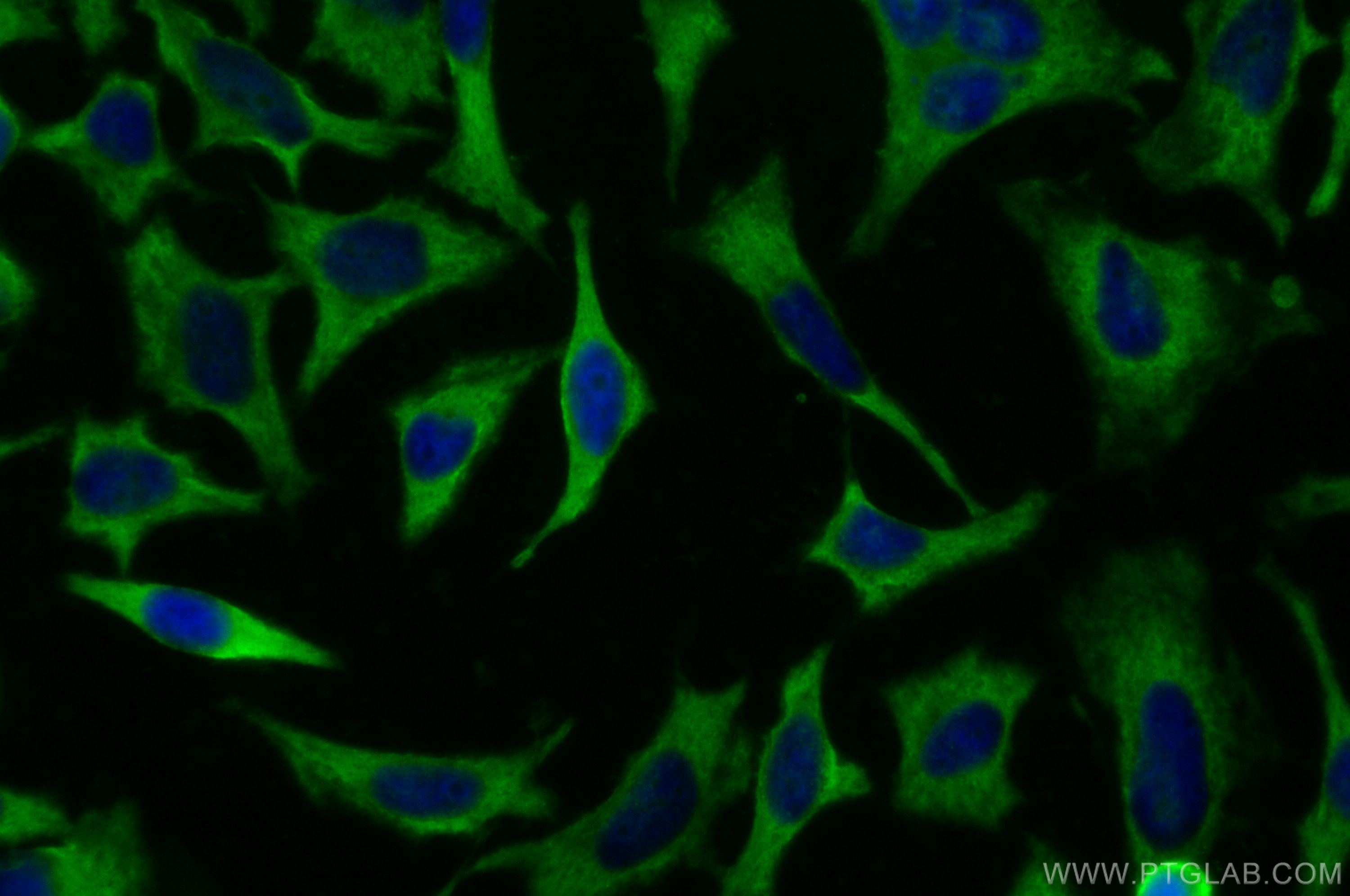 Immunofluorescence (IF) / fluorescent staining of HeLa cells using CoraLite® Plus 488-conjugated HINT1 Monoclonal ant (CL488-67583)