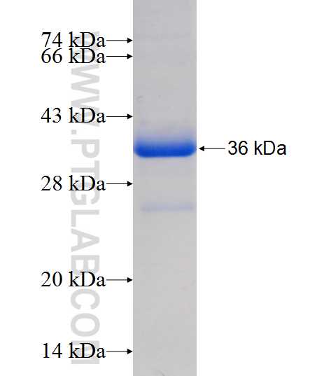 HINT1 fusion protein Ag1142 SDS-PAGE