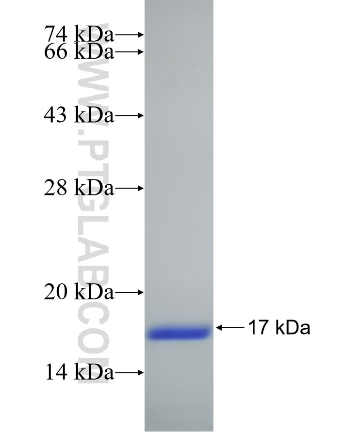 HINT1 fusion protein Ag16662 SDS-PAGE