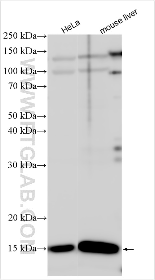 Western Blot (WB) analysis of various lysates using HINT2 Polyclonal antibody (17986-1-AP)