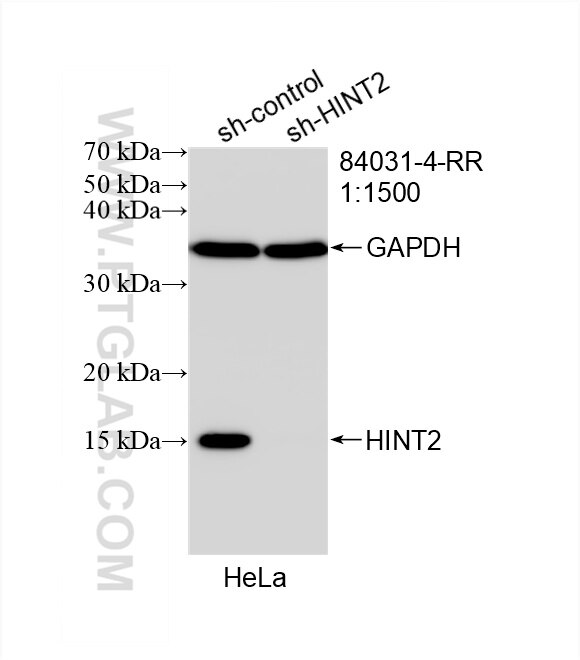 Western Blot (WB) analysis of HeLa cells using HINT2 Recombinant antibody (84031-4-RR)
