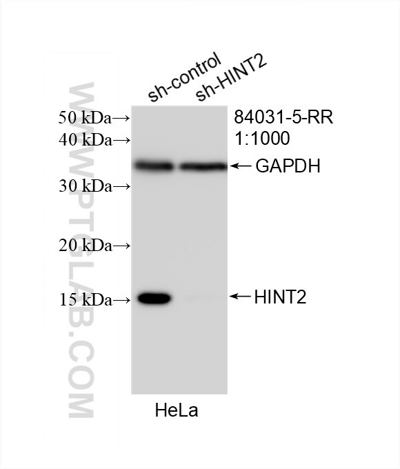 Western Blot (WB) analysis of HeLa cells using HINT2 Recombinant antibody (84031-5-RR)