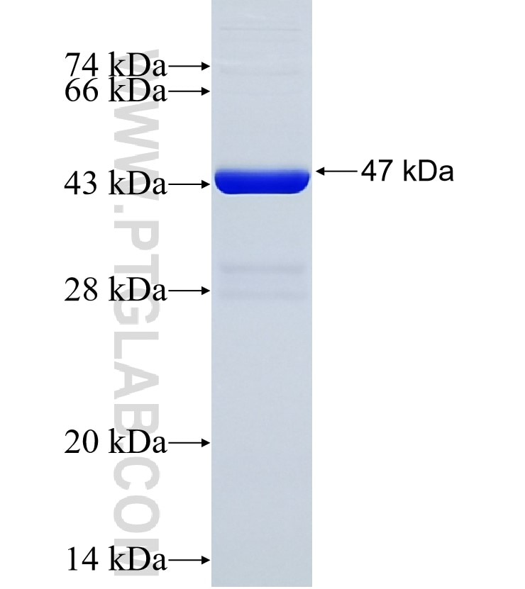 HINT2 fusion protein Ag12413 SDS-PAGE