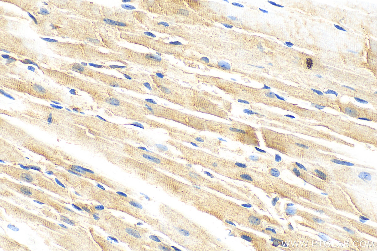 Immunohistochemistry (IHC) staining of mouse heart tissue using HINT3 Polyclonal antibody (11366-1-AP)