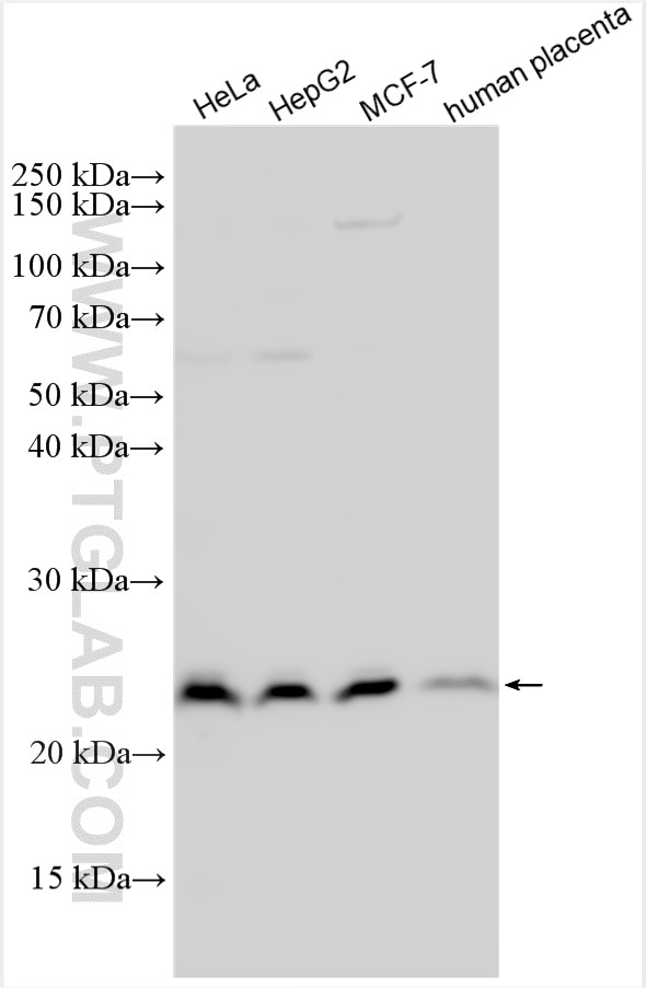 Western Blot (WB) analysis of various lysates using HINT3 Polyclonal antibody (11366-1-AP)