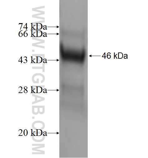 HINT3 fusion protein Ag1912 SDS-PAGE