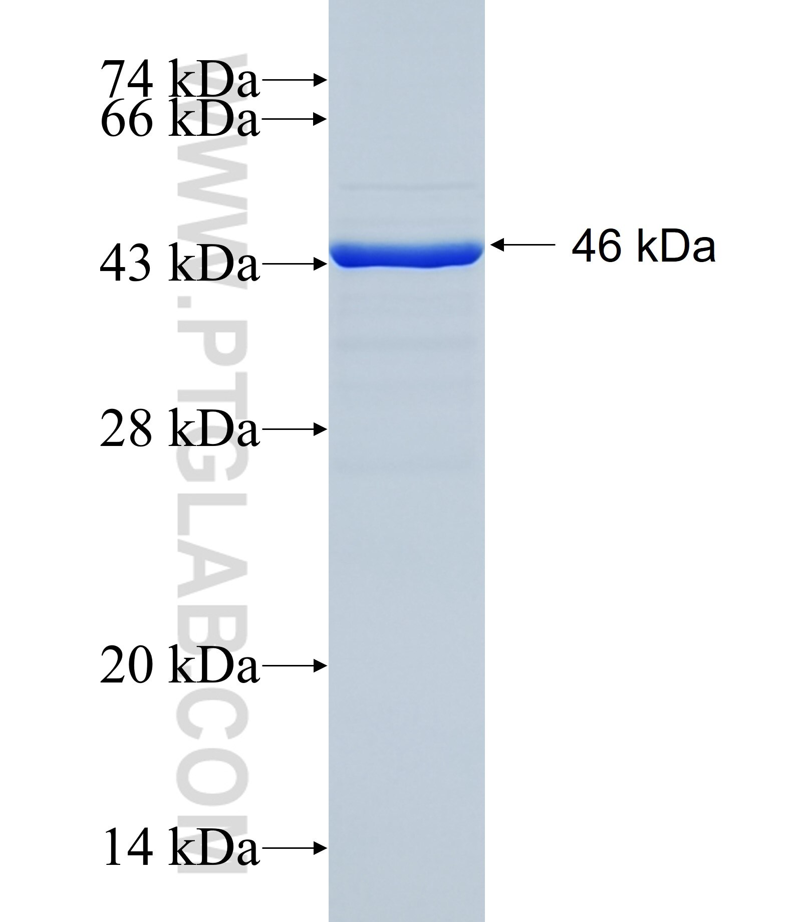 HINT3 fusion protein Ag1912 SDS-PAGE