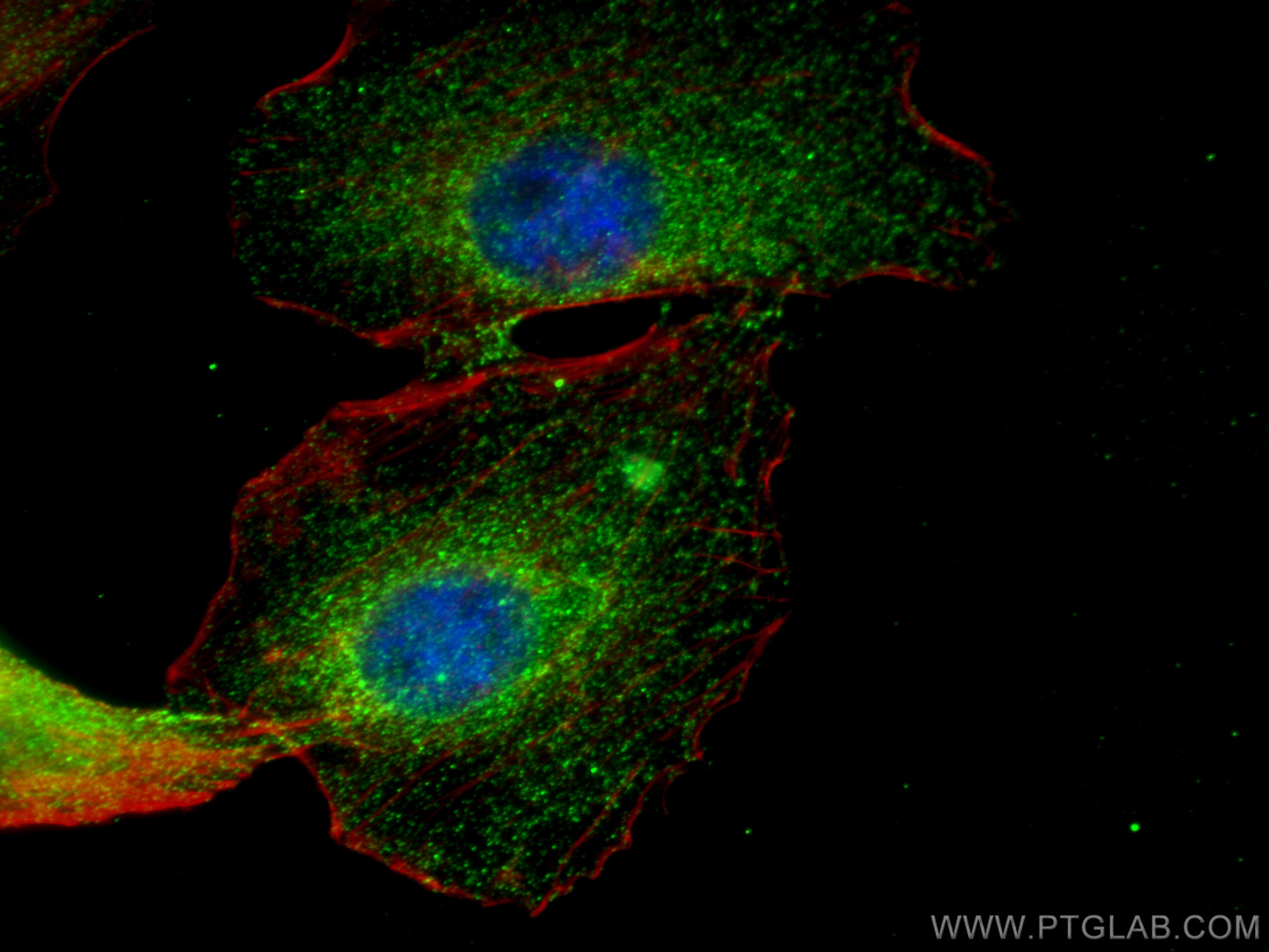 Immunofluorescence (IF) / fluorescent staining of A549 cells using CoraLite® Plus 488-conjugated HIP1 Monoclonal anti (CL488-67163)