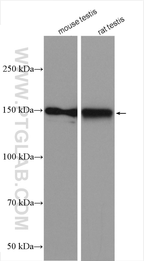 Western Blot (WB) analysis of various lysates using HIPK3 Polyclonal antibody (25107-1-AP)
