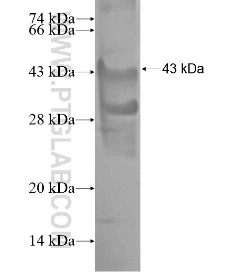 HIPK3 fusion protein Ag20029 SDS-PAGE