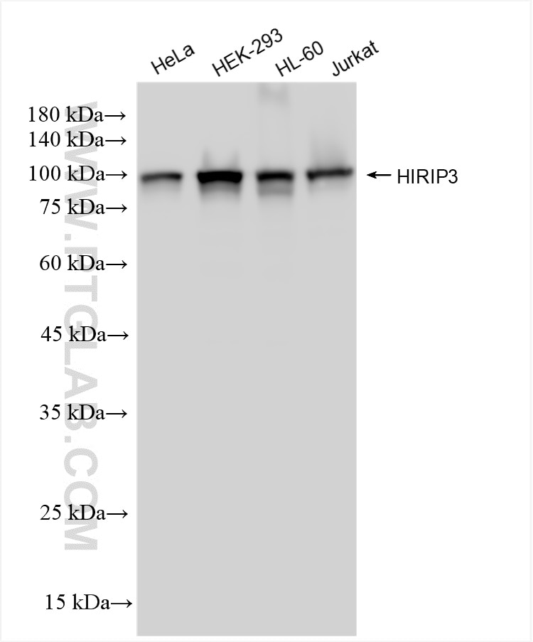 Various lysates were subjected to SDS PAGE followed by western blot with 85041-3-RR (HIRIP3 antibody) at dilution of 1:1000 incubated at room temperature for 1.5 hours. This data was developed using the same antibody clone with 85041-3-PBS in a different storage buffer formulation. Western Blot (WB) analysis of various lysates using HIRIP3 Recombinant antibody (85041-3-RR)