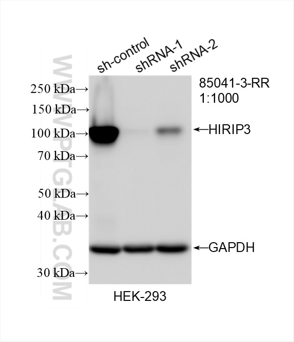 WB result of HIRIP3 antibody (85041-3-RR; 1:1000; incubated at room temperature for 1.5 hours) with sh-Control and sh-HIRIP3 transfected HEK-293 cells. This data was developed using the same antibody clone with 85041-3-PBS in a different storage buffer formulation. Western Blot (WB) analysis of HEK-293 cells using HIRIP3 Recombinant antibody (85041-3-RR)