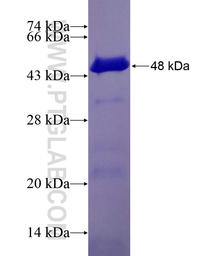 HIRIP3 fusion protein Ag7062 SDS-PAGE