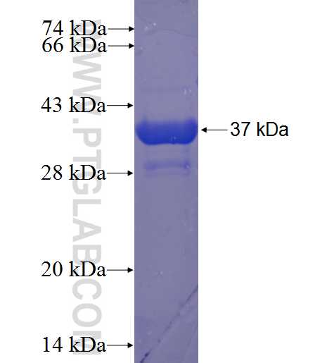HISPPD1 fusion protein Ag23374 SDS-PAGE