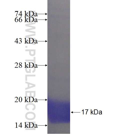 HISPPD1 fusion protein Ag23414 SDS-PAGE