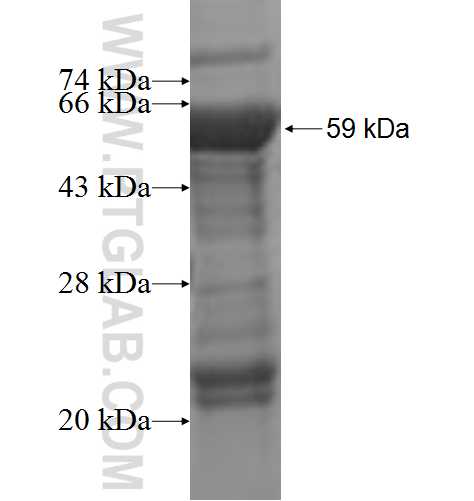 HISPPD2A fusion protein Ag5614 SDS-PAGE