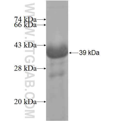 HISPPD2A fusion protein Ag6017 SDS-PAGE