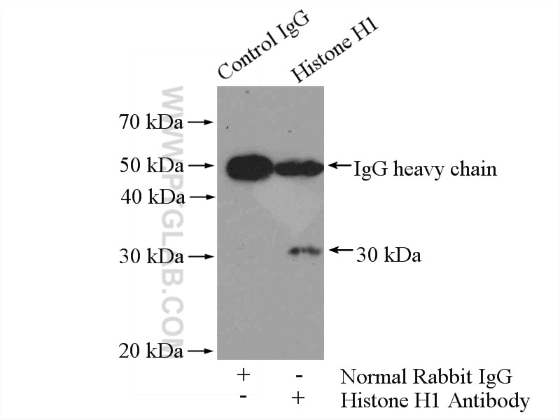 Immunoprecipitation (IP) experiment of mouse kidney tissue using Histone H1 Polyclonal antibody (18201-1-AP)