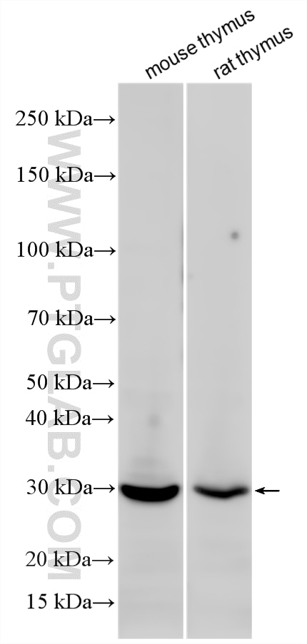 Various lysates were subjected to SDS PAGE followed by western blot with 18201-1-AP (Histone H1 antibody) at dilution of 1:600 incubated at room temperature for 1.5 hours. Western Blot (WB) analysis of various lysates using Histone H1 Polyclonal antibody (18201-1-AP)