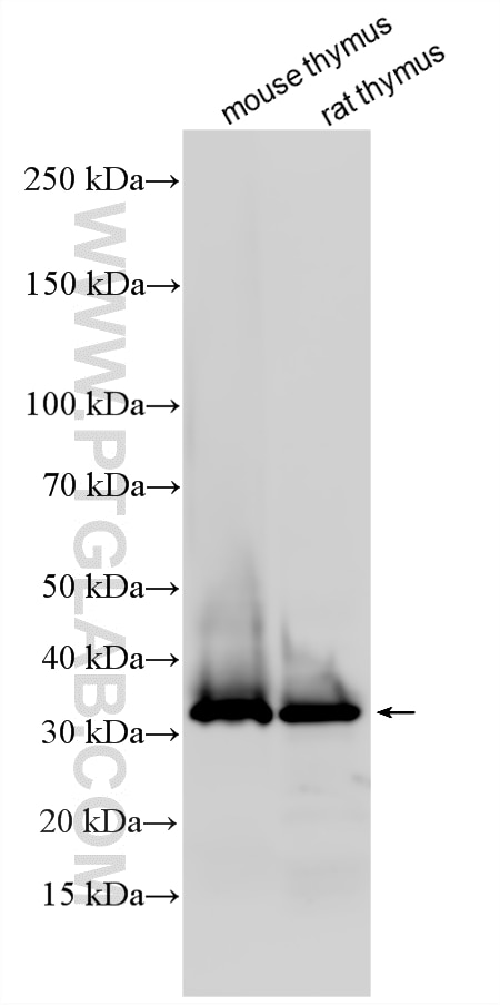 WB analysis using 18201-1-AP Western Blot (WB) analysis of various lysates using Histone H1 Polyclonal antibody (18201-1-AP)