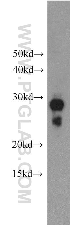 Western Blot (WB) analysis of mouse thymus tissue using Histone H1 Polyclonal antibody (18201-1-AP)