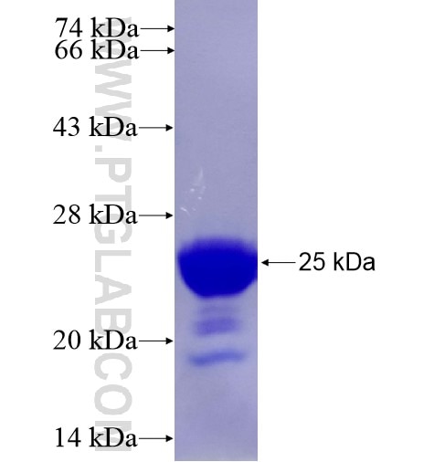 Histone H1 fusion protein Ag12537 SDS-PAGE