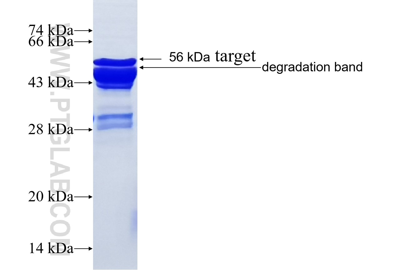 Histone H1 fusion protein Ag12704 SDS-PAGE