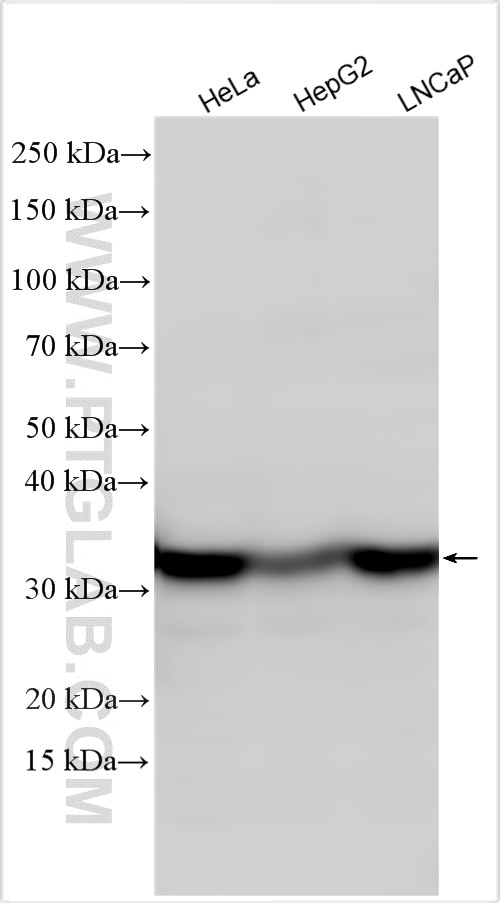 Western Blot (WB) analysis of various lysates using HIST1H1B Polyclonal antibody (18093-1-AP)