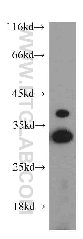 Western Blot (WB) analysis of L02 cells using Histone H1.2 Polyclonal antibody (15446-1-AP)