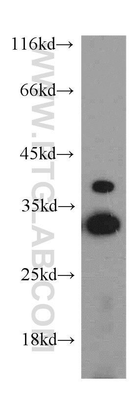 Western Blot (WB) analysis of L02 cells using Histone H1.2 Polyclonal antibody (15446-1-AP)