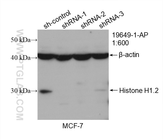 Western Blot (WB) analysis of MCF-7 cells using Histone H1.2 Polyclonal antibody (19649-1-AP)