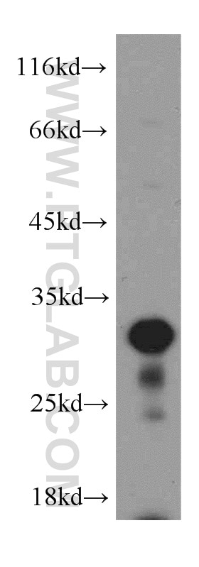 Western Blot (WB) analysis of A375 cells using Histone H1.2 Polyclonal antibody (19649-1-AP)