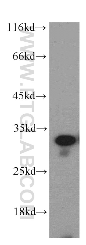 Western Blot (WB) analysis of L02 cells using Histone H1.2 Polyclonal antibody (19649-1-AP)