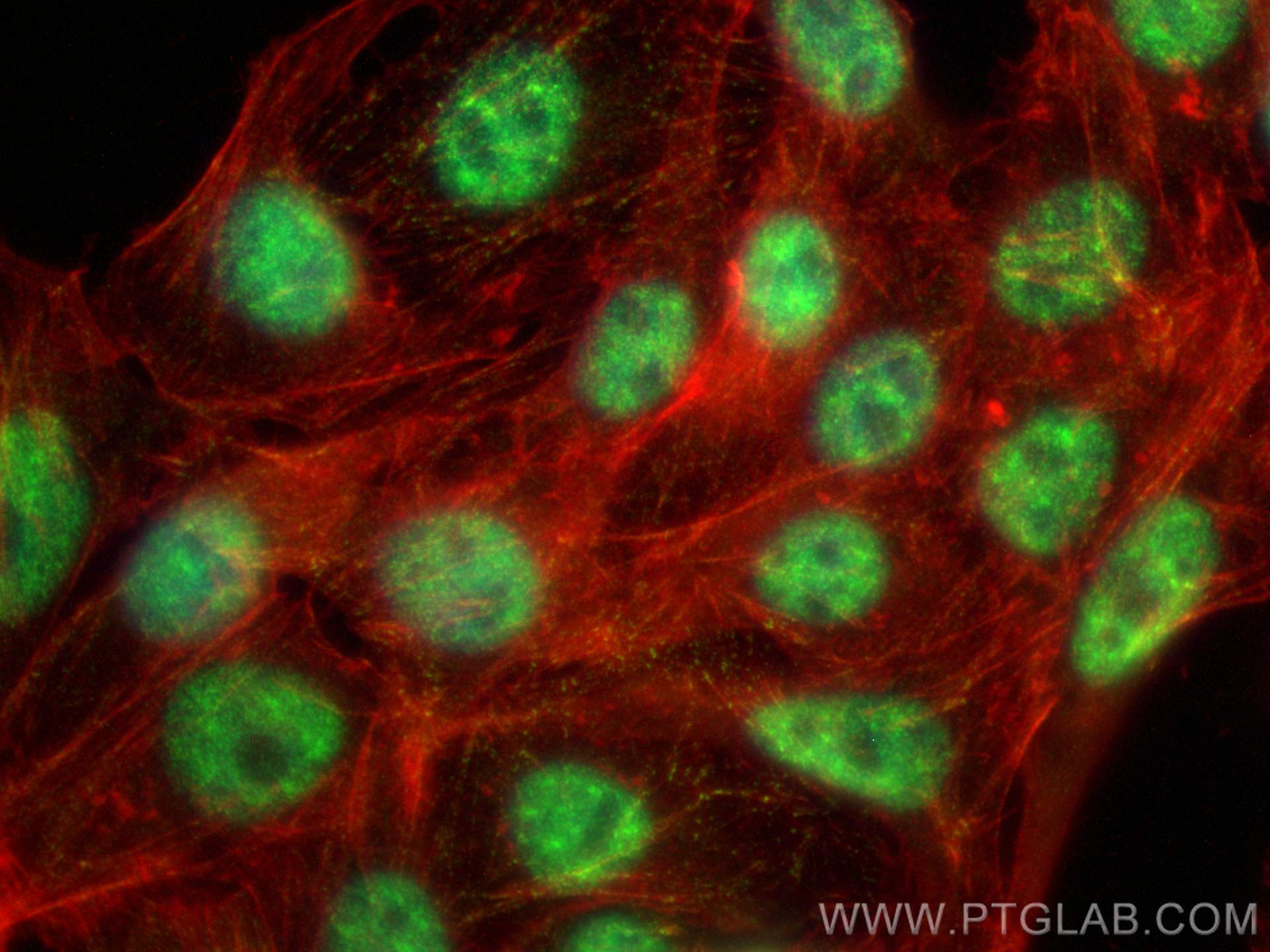 Immunofluorescence (IF) / fluorescent staining of HepG2 cells using HIST1H1T Polyclonal antibody (18188-1-AP)