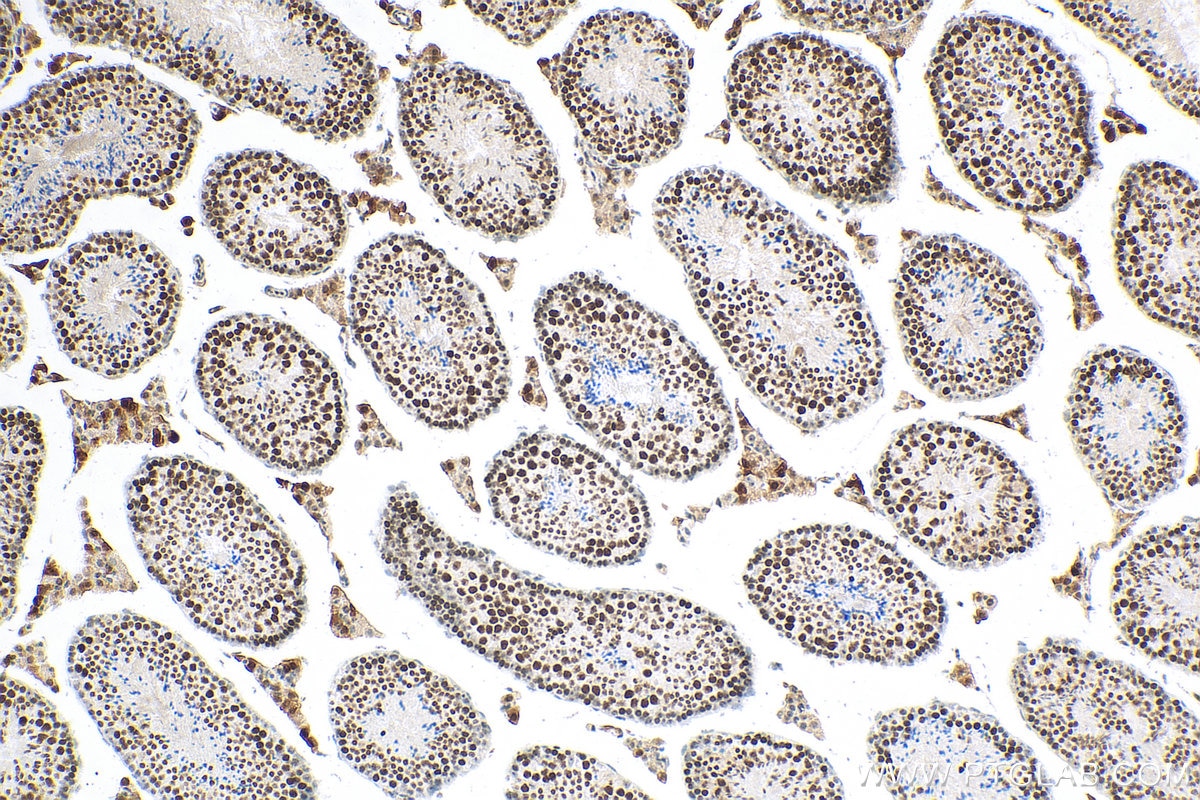 Immunohistochemistry (IHC) staining of mouse testis tissue using HIST1H1T Polyclonal antibody (18188-1-AP)