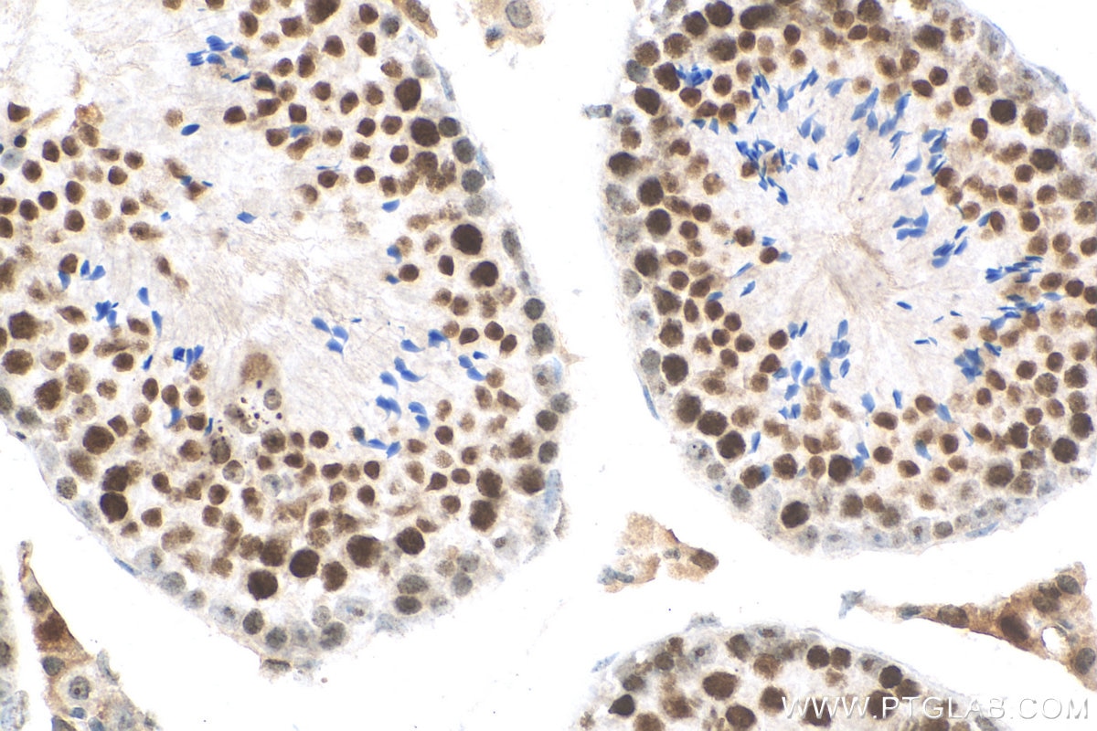 Immunohistochemistry (IHC) staining of mouse testis tissue using HIST1H1T Polyclonal antibody (18188-1-AP)