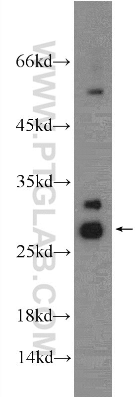 Western Blot (WB) analysis of mouse testis tissue using HIST1H1T Polyclonal antibody (18188-1-AP)