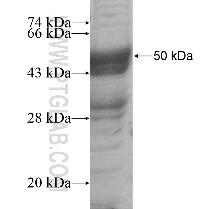 HIST1H1T fusion protein Ag12908 SDS-PAGE