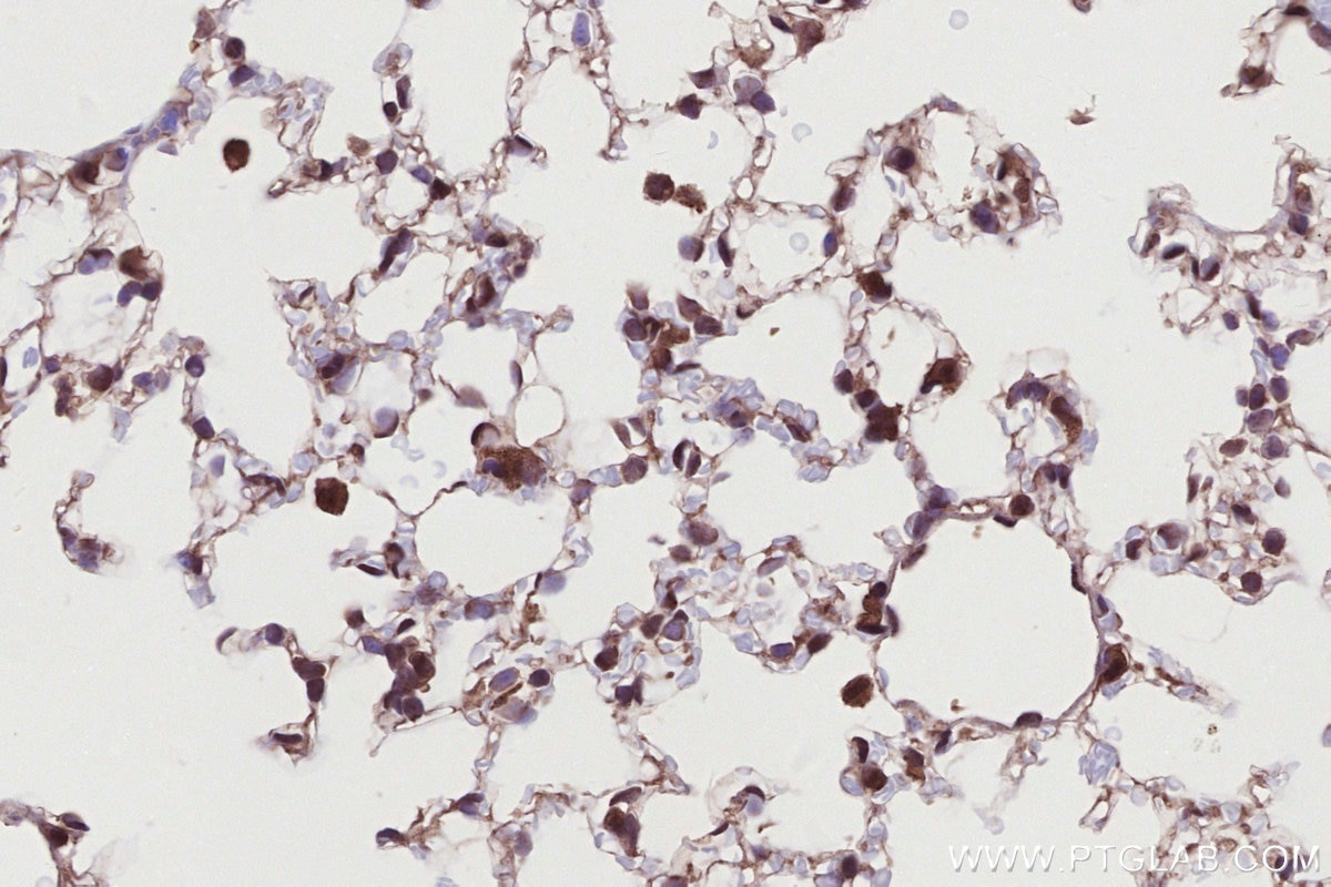 Immunohistochemistry (IHC) staining of mouse lung tissue using HIST1H2AC Polyclonal antibody (15953-1-AP)