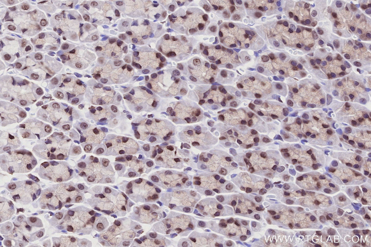 Immunohistochemistry (IHC) staining of rat stomach tissue using HIST1H2AC Polyclonal antibody (15953-1-AP)