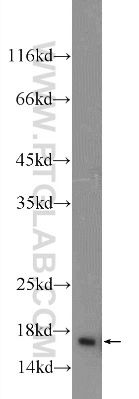 Western Blot (WB) analysis of mouse liver tissue using HIST1H2AC Polyclonal antibody (15953-1-AP)