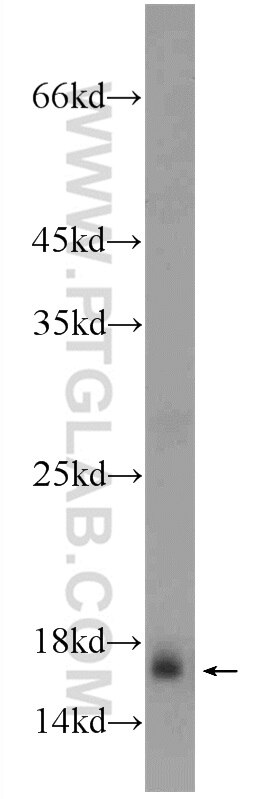 Western Blot (WB) analysis of rat liver tissue using HIST1H2AC Polyclonal antibody (15953-1-AP)