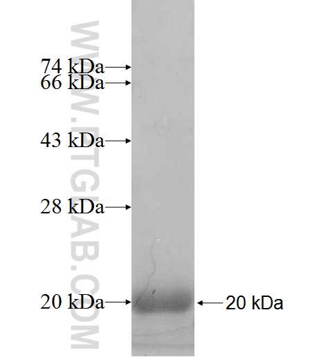 HIST1H2AC fusion protein Ag9069 SDS-PAGE