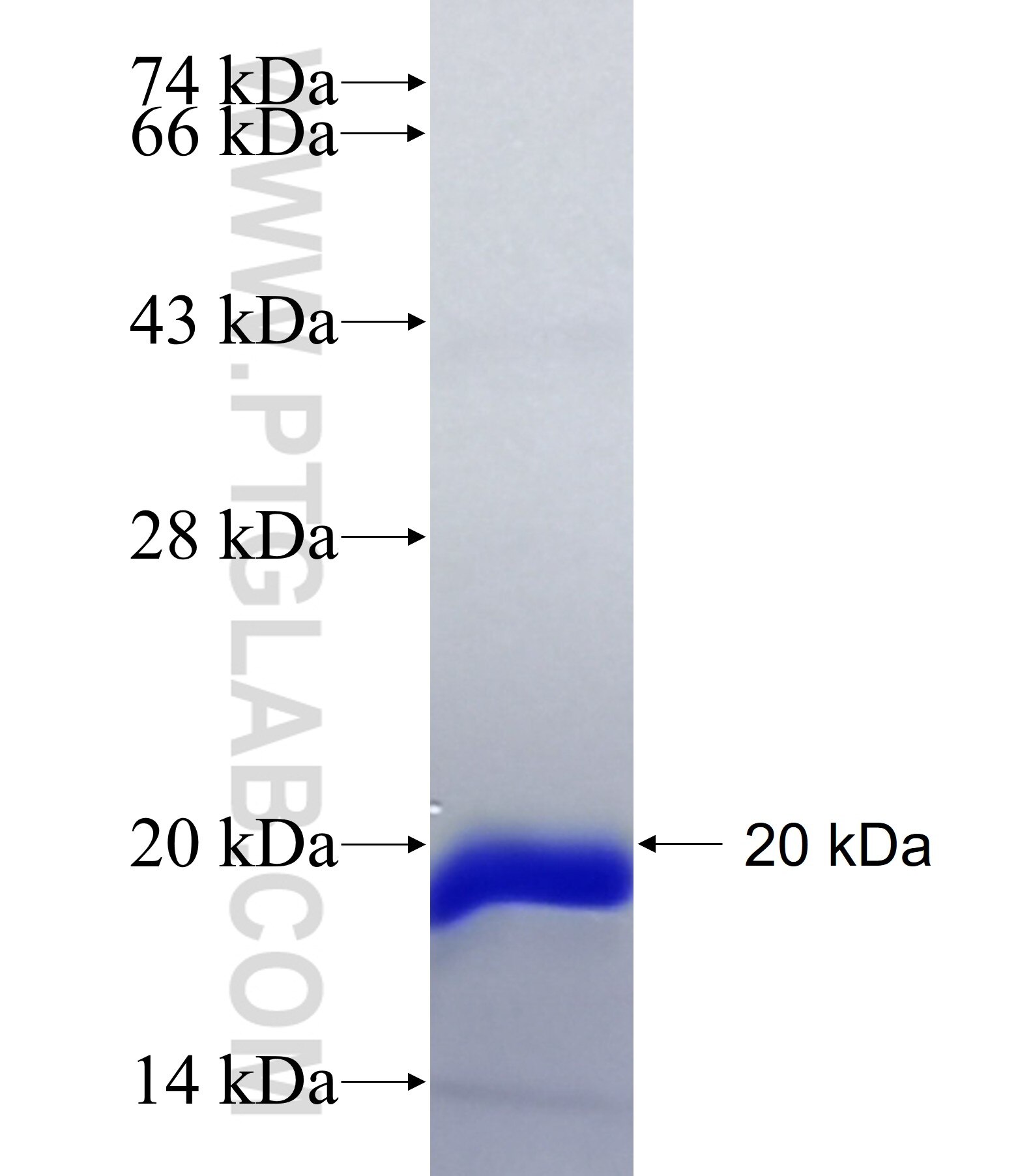 HIST1H2BD fusion protein Ag38752 SDS-PAGE