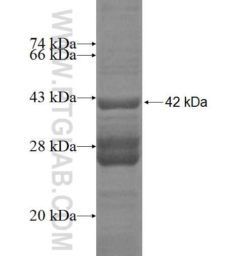 HIST1H2BK fusion protein Ag10011 SDS-PAGE